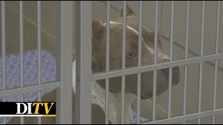 Ditv Iowa Ranks In The Top 4 In New Usda Dog Breeder Violations