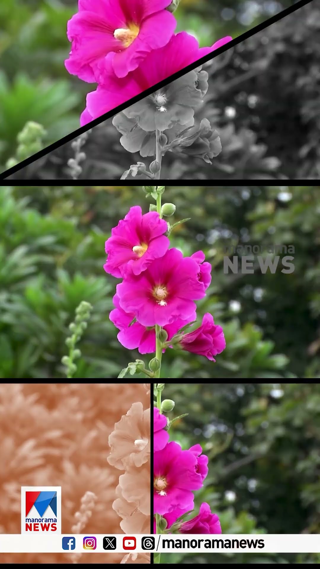 ഡല്‍ഹി മണ്ഡി ഹൗസ് റൗണ്ടില്‍  നിന്ന് ക്യാമറമാന്‍ രാജു പാവറട്ടി പകര്‍ത്തിയ ദൃശ്യങ്ങള്‍ #delhi