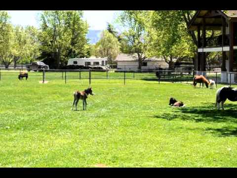 horseshoe bend Miniature Horses 3