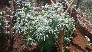 Loyal2dasoil #plant update #20