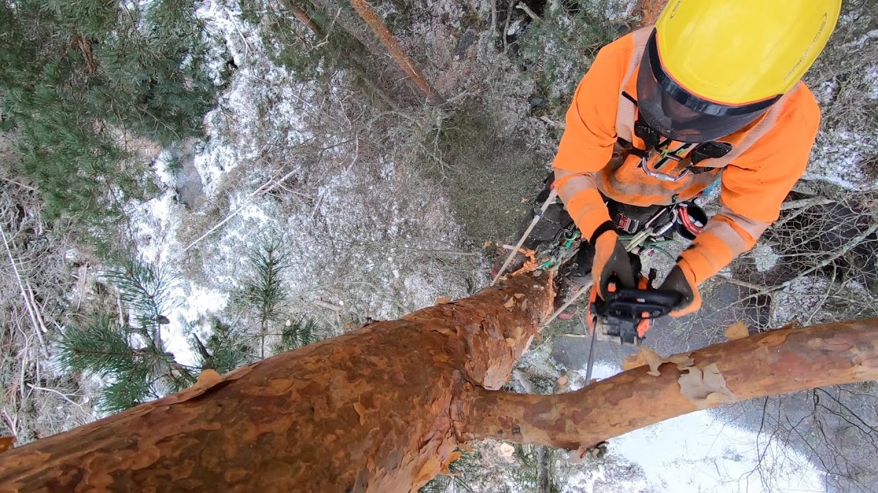 Arborists topping trees along power line