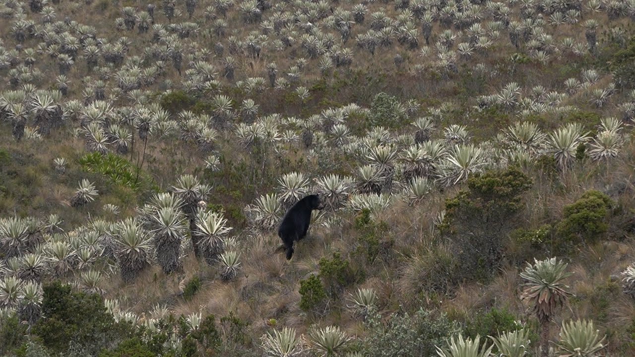 Gran Recorrido Andino, Segmento 1: De Páramo a Páramo.