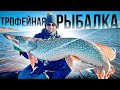 ФИНАЛЬНАЯ РАЗДАЧА ЩУКИ! Лучшая рыбалка в Ханты-Мансийске! ФИНИШ ЭКСПЕДИЦИИ ВЛАДИВОСТОК-МОСКВА.
