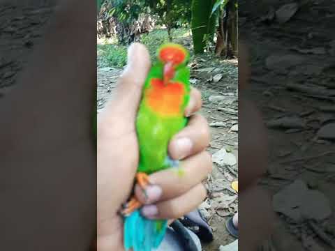 kulasisi