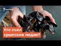 Кто съел крымские мидии? | Дневное ток-шоу