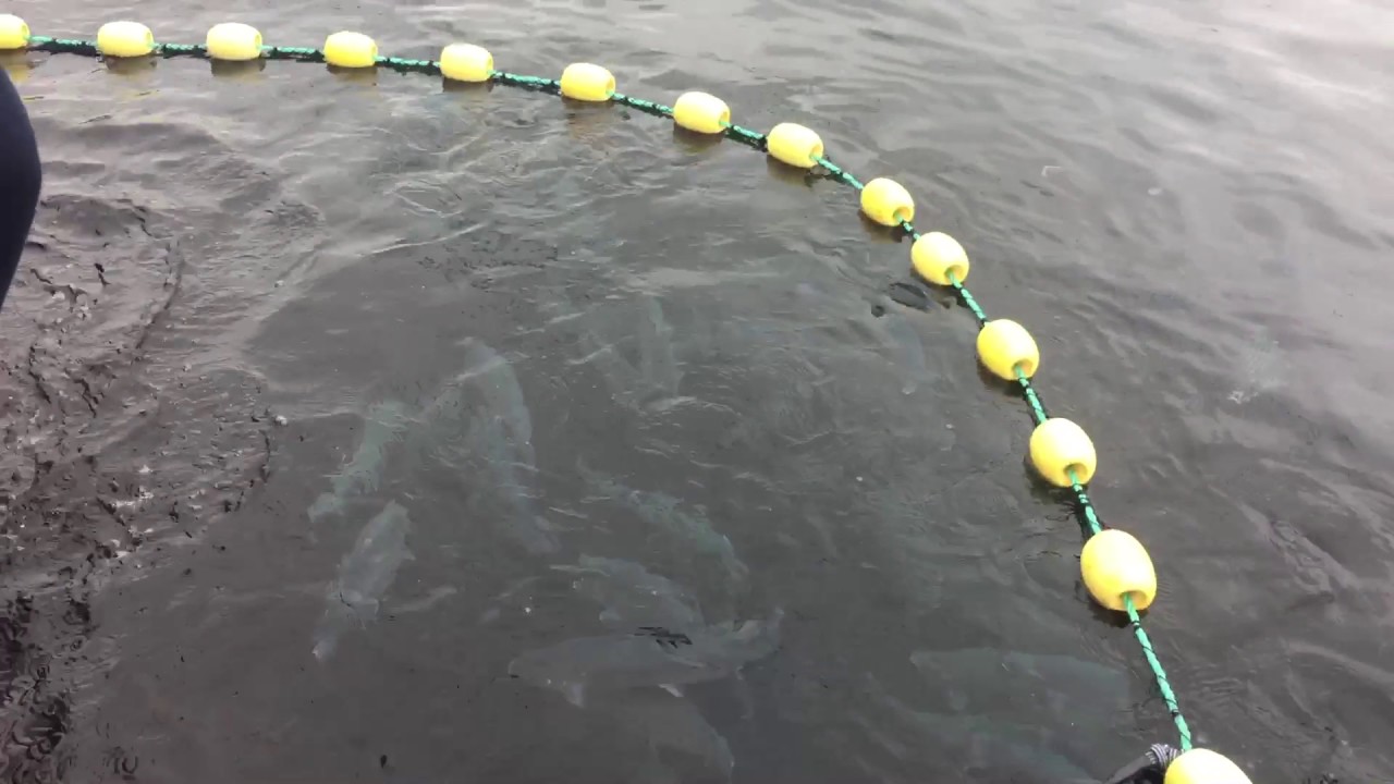 Norwegian Fjord Trout chef trip with Seafood from Norway