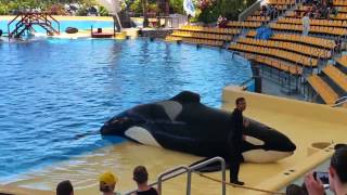 Orca show at Loro Parque - Tenerife, Canary Islands