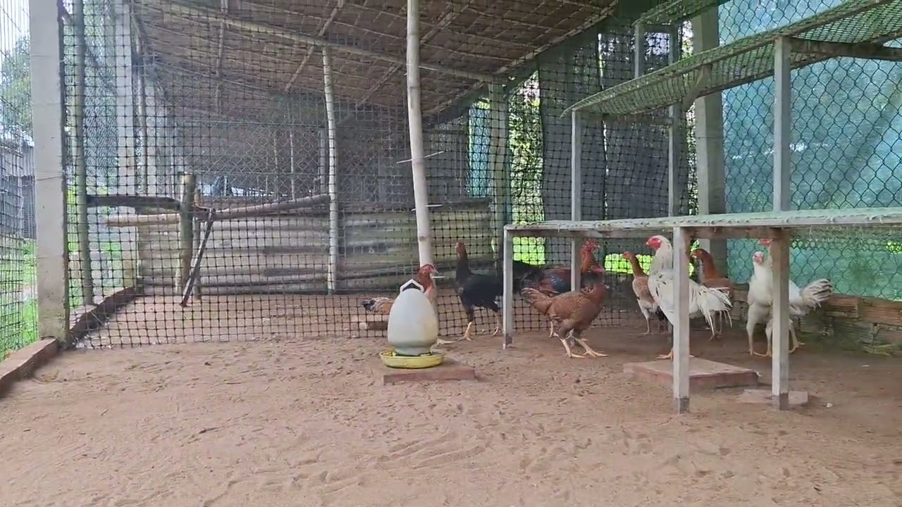 7/11 top thái mỹ và asil mỹ 4 tháng 077,6946,584 hoặc zelo #trại gà thái mỹ ct #chicken