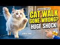Ragdoll cat’s unusual high-stepping walk amuses owner in Jiangsu, China