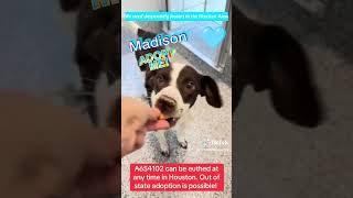 Urgent! Out of state adoption possible #fosteringsaveslives #houstondogs #Madison #adoptdontshop