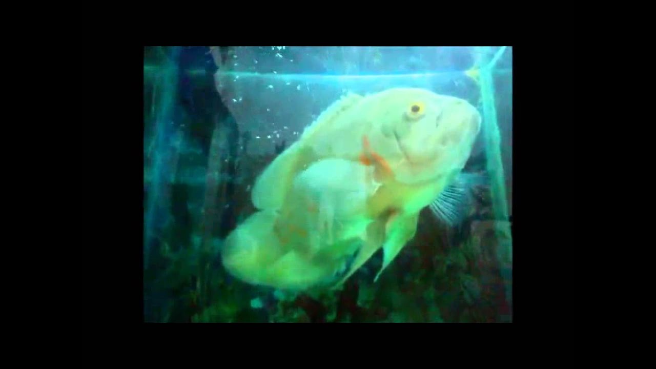  ikan  oscar warna  kuning  mahal ganas YouTube