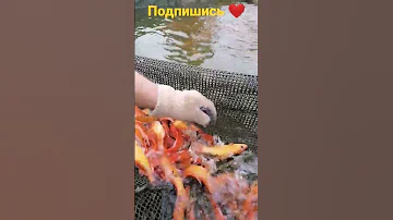 Рыба Богемский Линь! Самцы и самки, отличия!
