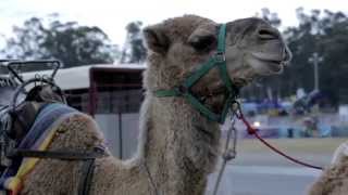MEFF 2014 Highlights | Multicultural Eid Festival & Fair | Sunday 10 August 2014