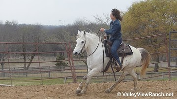 Moses - adorable walk, jog, lope, stops! - ValleyViewRanch.net