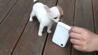 Teacup chihuahua Puppies For Sale