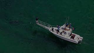 White Shark Tagging Trip August 15, 2022