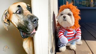 TRY NOT TO LAUGH 😂 Reaction Funny Dogs and Cats 2024 😹🐶