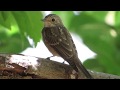 Spotted Flycatcher Muscicapa Striata Σταχτομυγοχάφτης Μουγιοφάς Cyprus Spotted Flycatcher Muscicapa Striata Σταχτομυγοχάφτης Μουγιοφάς Cyprus