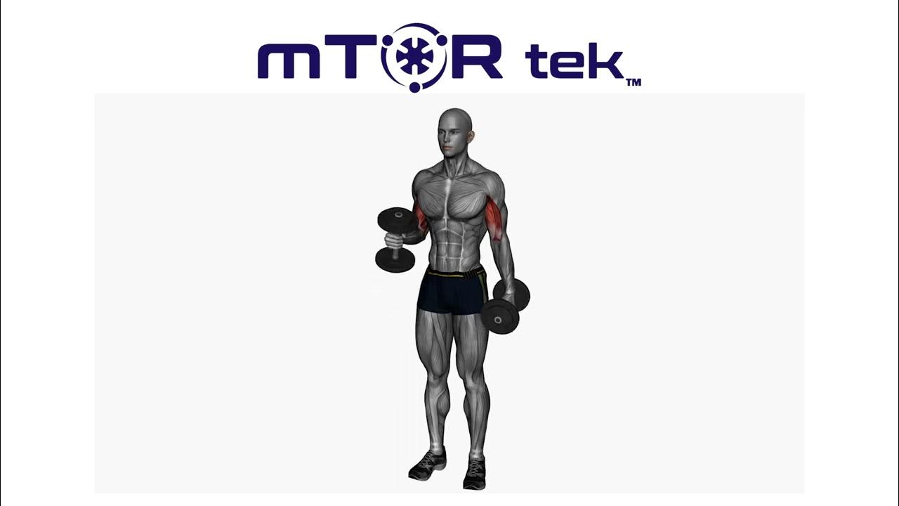 Alternating Hammer Curls YouTube