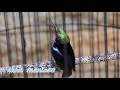 Suara Burung Konin Betina Dewasa Pancing Agar Cepar Gacor