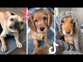 These Might Be the Funniest Doggos on TikTok 🐶 Cutest Puppies Compilation