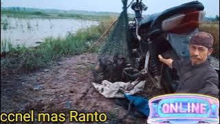 suara belibis kembang selalu teruji MP3 nya disepot yg tepat pemasangan nya barokah asilnya🤲