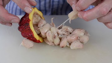 Cocoa Pod Adventure - TCHO