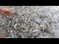 পুকুরে মাগুর মাছ চাষ /Amazing Magur Fish Farming in The pond