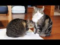 いろいろなまるとはな。-Various Maru&Hana.-