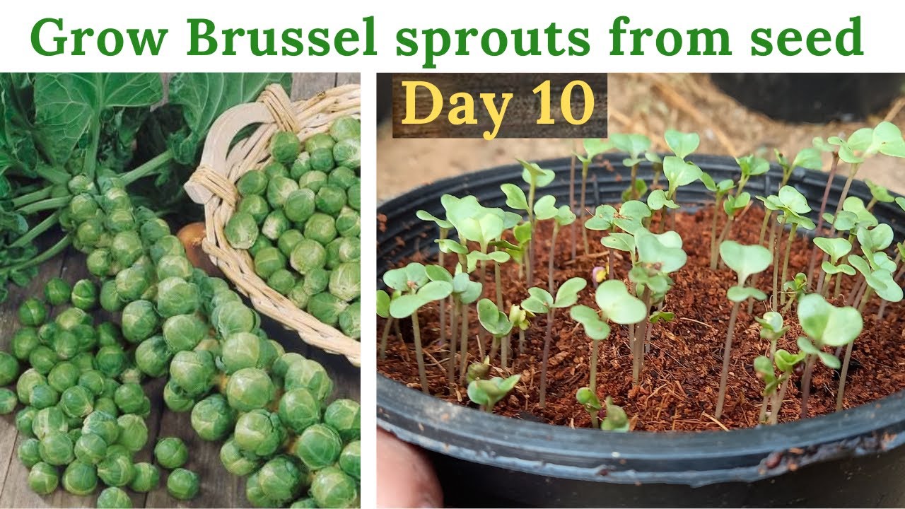Grow Brussel Sprouts From Seed In Pakistan V.Amazing Type Of Cabbage