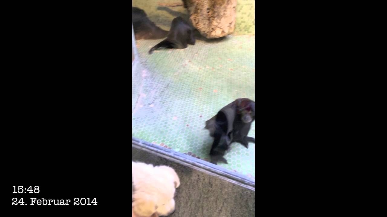 süß 意味 pets 44 golden retriever puppy edition