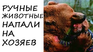 Ручные #Животные, #НАПАВШИЕ на ЛЮДЕЙ Ручные #Животные, #НАПАВШИЕ на ЛЮДЕЙ