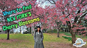 Cherry Blossoms in Central Park