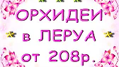 Орхидеи,узамба́рские фиалки,Самара🌺