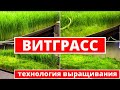 Витграсс - Сок ростков пшеницы - СУПЕРФУД
