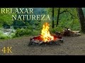Som da Natureza para Relaxar - Vídeo 4K com Sons da Floresta, Riacho e Fogueira - Dormir, Meditar