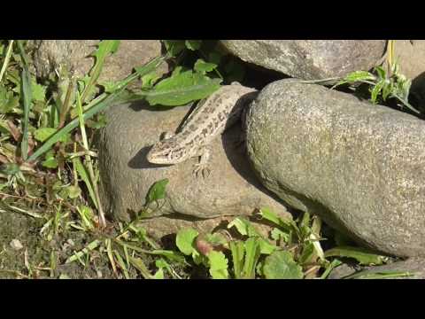 Video: Úžasné Stvorenie Prírody - Jašterica živorodá