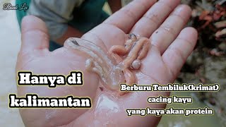 berburu cacing kayu(krimat/tembiluk)makanan khas suku Paser sotek,kaya akan protein#petualangan#alam