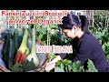 PANEN ZUCCINI BROCOLLI DAN  WORTEL PERDANA || BERKEBUN DI INGGRIS