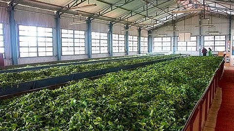 How Tea is Processed