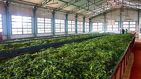 How Tea is Processed - DayDayNews