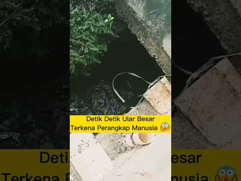 MENGERIKAN !! Detik