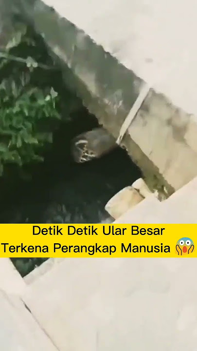 MENGERIKAN !! Detik Detik Ular Anaconda Besar Kena Perangkap #shorts #ular #anaconda