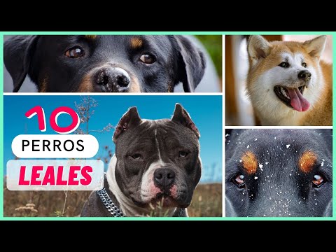 Video: Las 10 razas de perros más leales