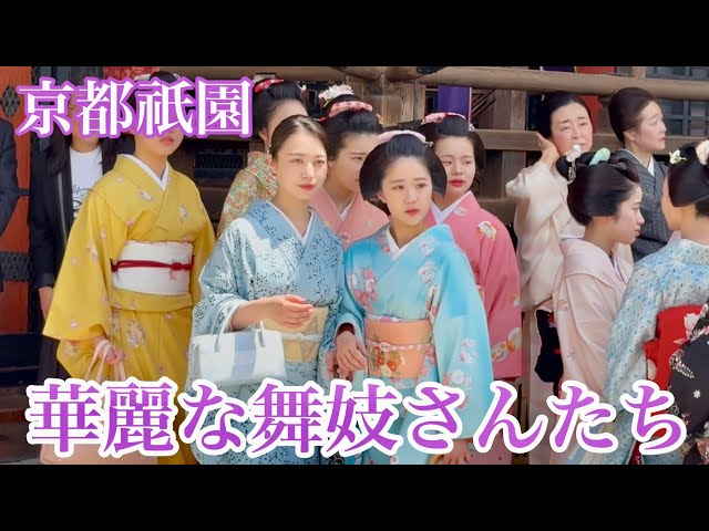 祇園甲部の舞妓さんたちが八坂神社に集結 Maiko in Gion, Kyoto