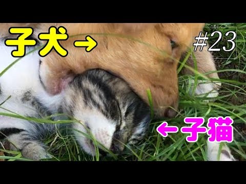 生後1ヶ月半の子猫が新たな兄弟猫に 3匹目だけど最初の約束 Kitten Came To My House Blood Of A Wildcat Yamato The Cat 23 Youtube