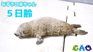 【ニマ】赤ちゃんサイズつなぎ 7点 おとなサイズ 6点 アザラシさん 2点 mqdefault.jpg