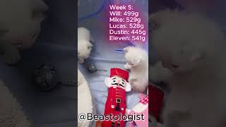 Snowflake &amp; Her Kittens: Exploring the New Play Area 🐾 (Part 53)