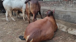 For Sale -Qurbani kay janwar || Bajwa cattle farm Punjab Narowal