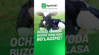 Ochiq havoda buzoq saqlasa bo’ladimi? #buzoq #chorva #ferma #molbozor #agro #reels #agrohub